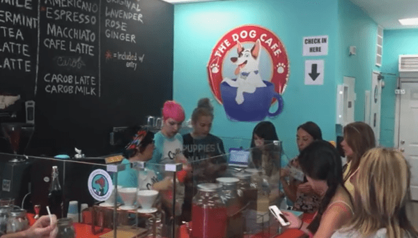 LA에 있는 도그 카페. @유투브