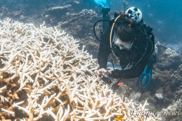 백화현상이 일어나고 있는 호주 산호초. @연합뉴스