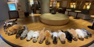 [WEEKEND 스토리] 고양이부터 도서관까지, 세계의 이색 카페